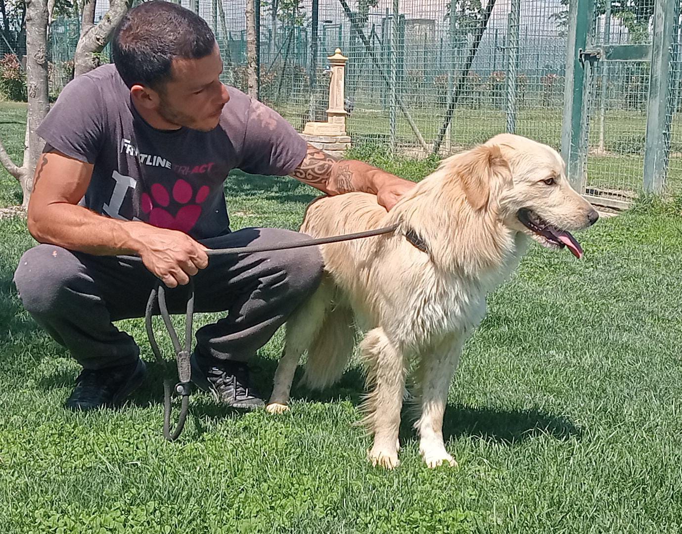 Lemon Simil Golden Retriver In Adozione